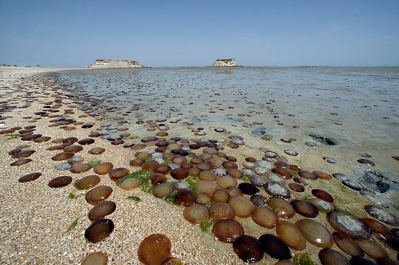 How far is it from Bandar Abbas to Qeshm?
